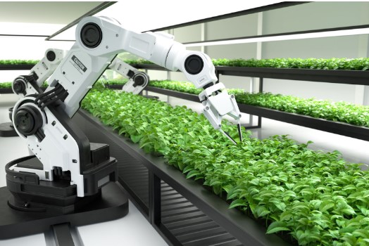 A robotic arm used to precisely harvest fruits and vegetables in Controlled Environment Agriculture (CEA)