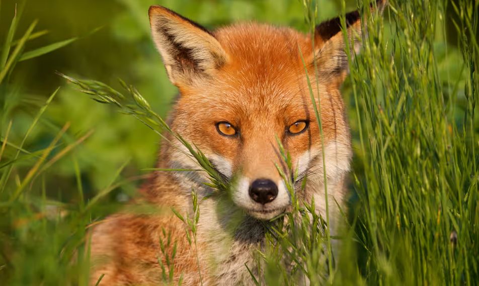 AI and British wildlife