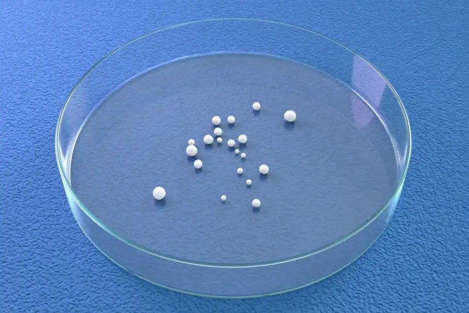 brain organoids growing in a Petri dish