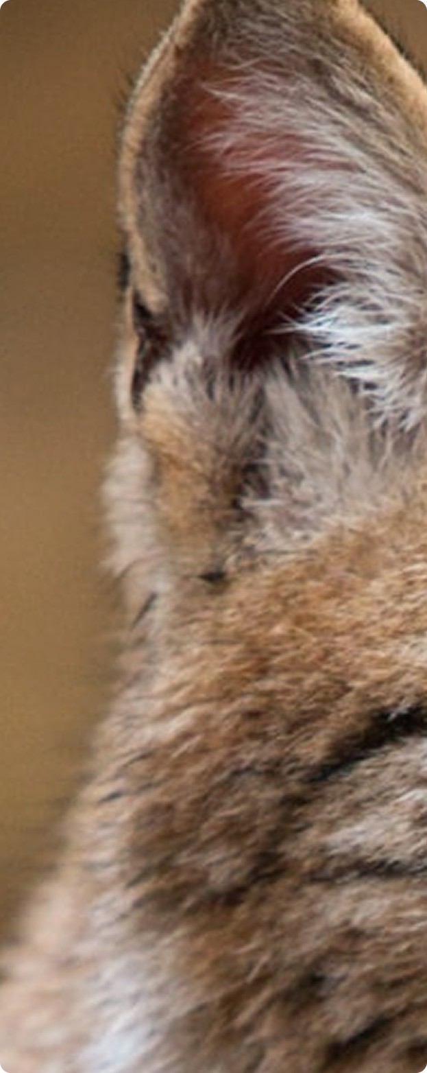 Focus Lynx Left