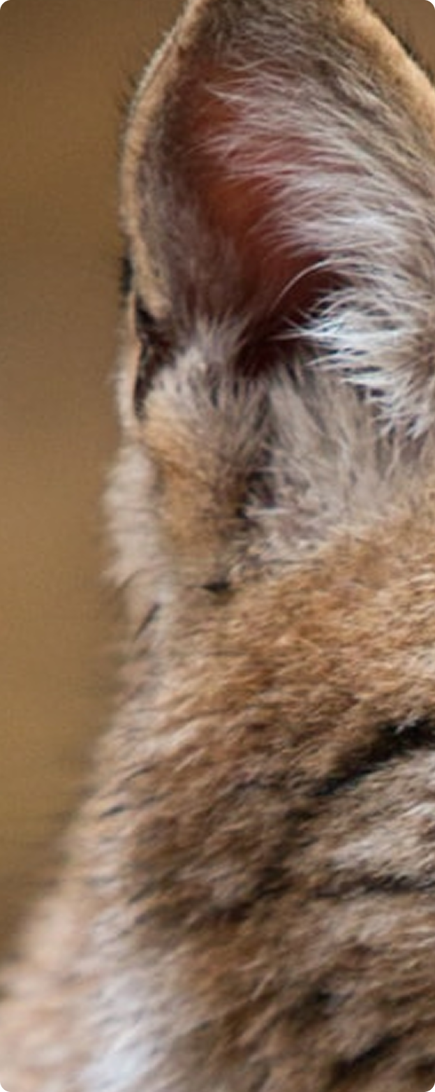 Focus Lynx Left