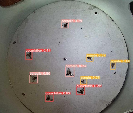 Image from smart trap detecting three species of fruit flies using deep learning (zonata, dorsalis, & cucurbitae)