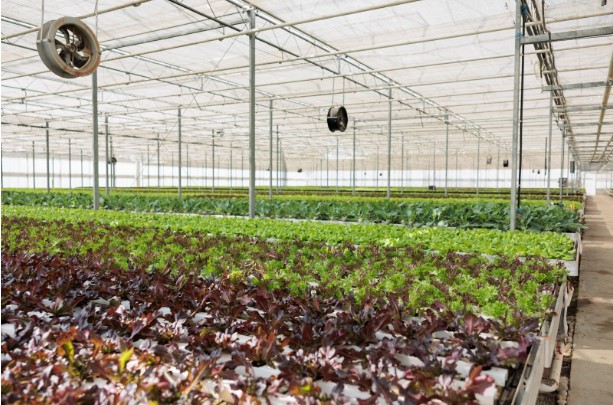 Greenhouse growing vegetables in a climate control environment using IoT.