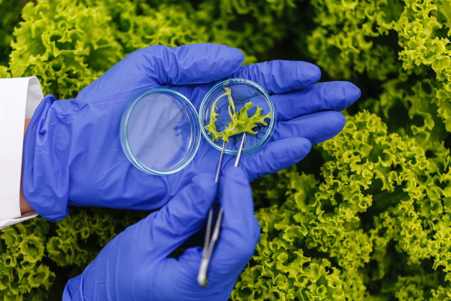 Biotechnology Solutions for Climate Change Challenges