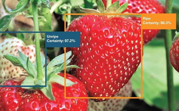 Figure 6 – CV monitoring algorithm applied on strawberries to recognize ripe from unripe fruit (EDITOR, no date)