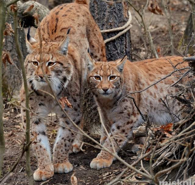 Two Lynxes